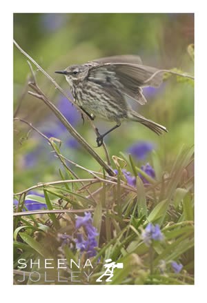 Photograph  bird  Meadow Pipit  Saltee Islands  Ireland Meadow Pipit.jpg Meadow Pipit.jpg Meadow Pipit.jpg Meadow Pipit.jpg